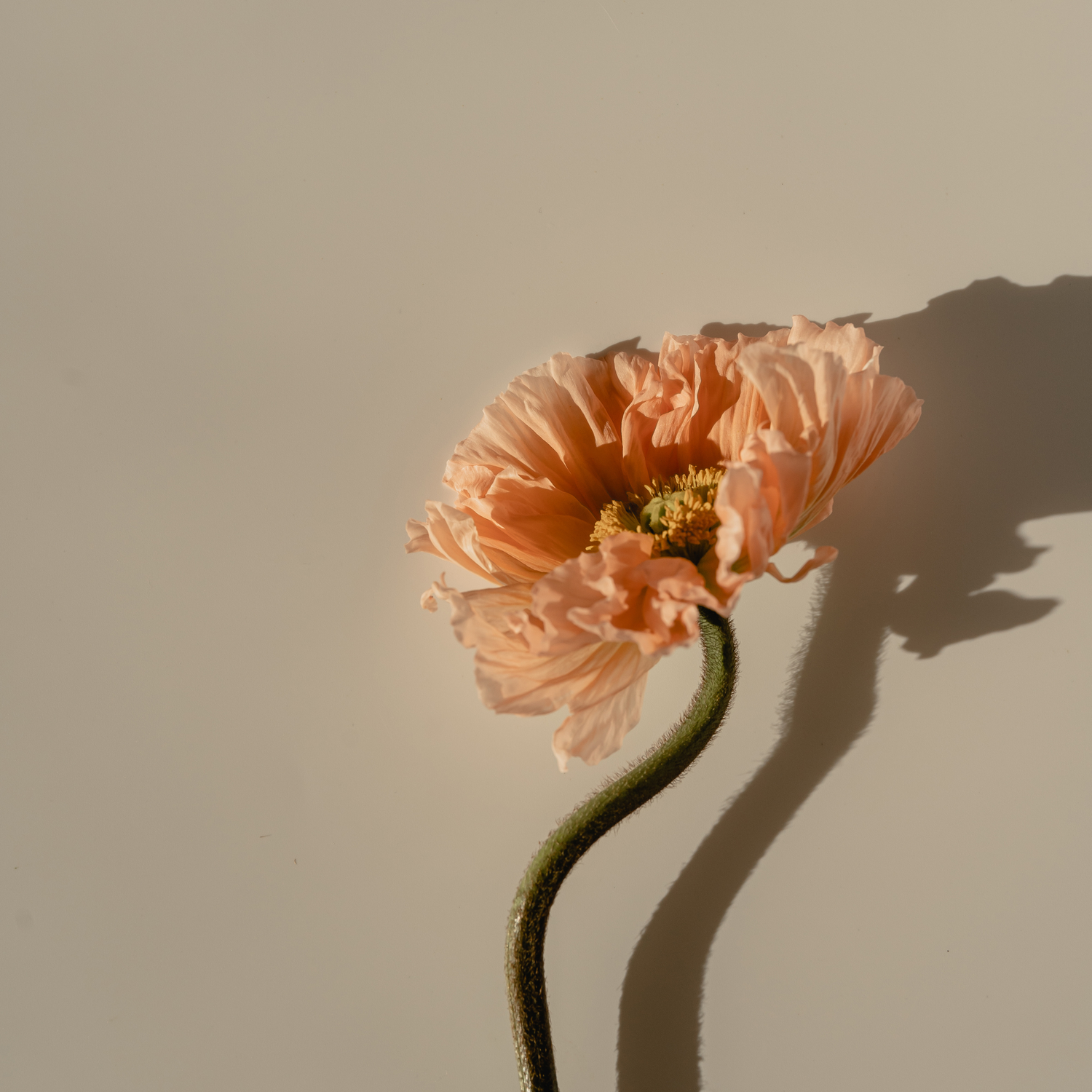 Peach flower against a neutral background.