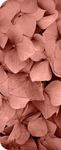 Pink hydrangea flower close-up with soft petals.