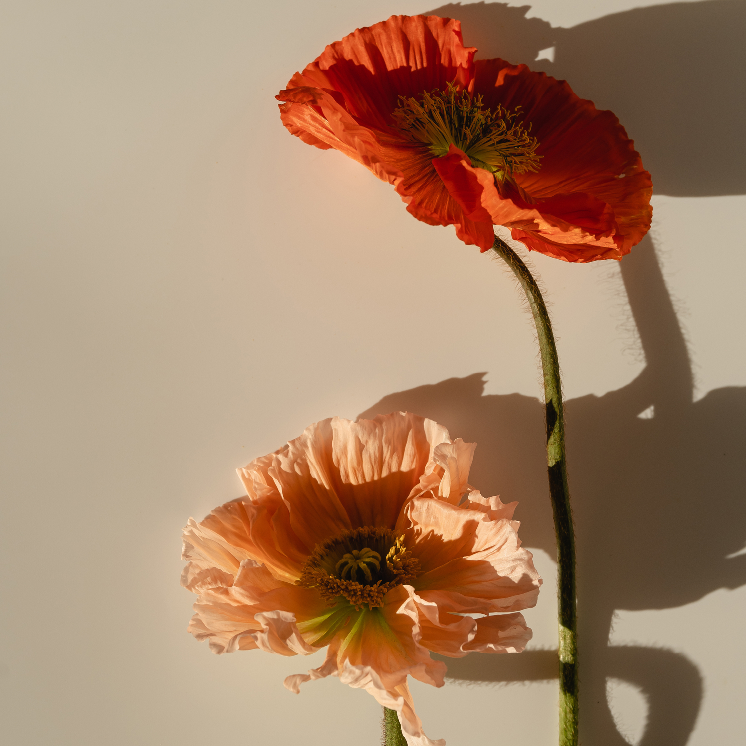 Two vibrant poppy flowers against a light background.