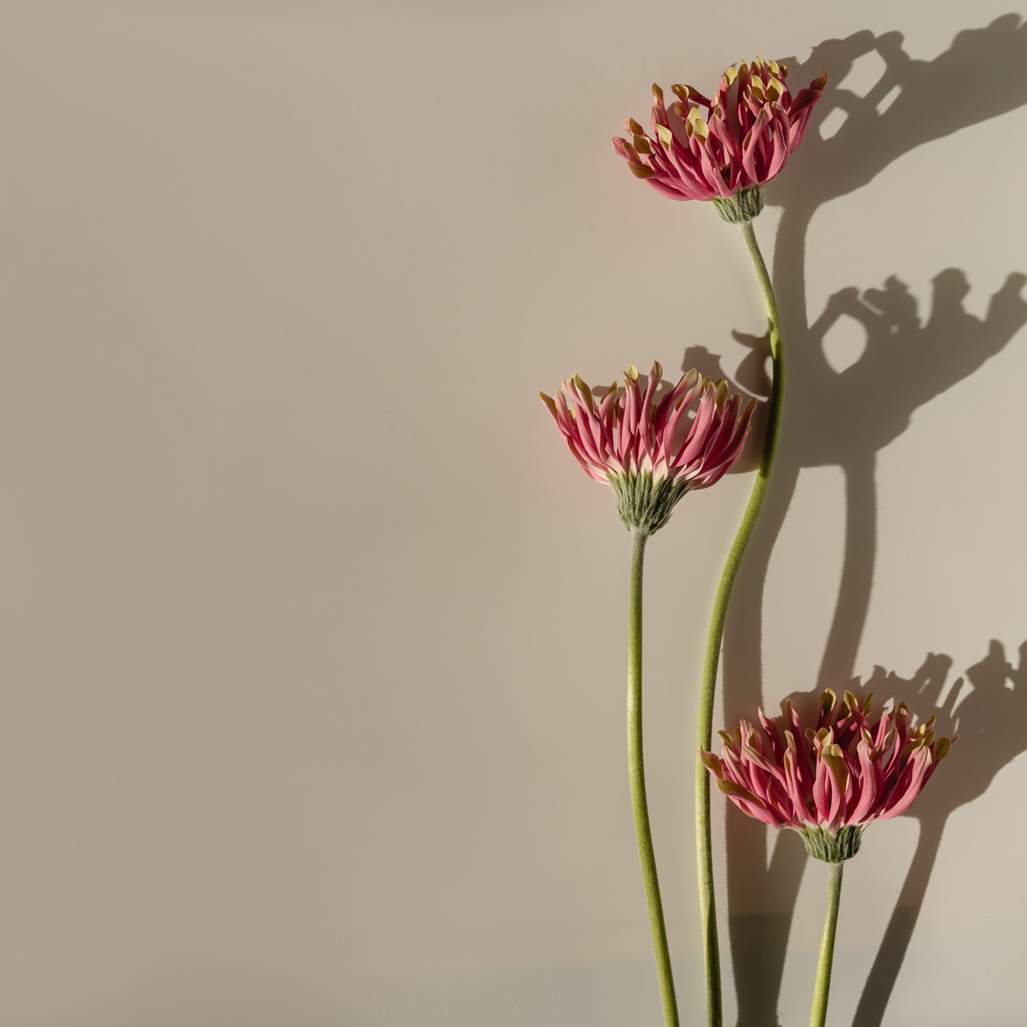 Three pink flowers with long stems and shadows.